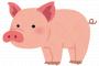 【閲覧注意】豚さん、麻酔なしで睾丸を引きちぎられ絶叫・・・