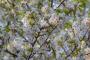 日本種の桜から独立…韓国種の王桜、普及本格化＝韓国の反応
