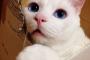 【ねこ画像】へそ天ねこ、フッサーラなシロネコ ほか