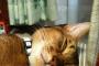 【ねこ画像】ダメぽネコ、椅子とねこ ほか