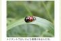 保育園「かわいいテントウムシがいたよ」