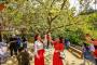 【韓国】 桜の花が緑色？開心寺の「青桜」に視線…多様な重桜（王桜）が満開