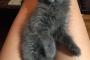 【ねこ画像】膝の上でごろごろ、窓辺のふかふかシロネコ、チャトラさん ほか