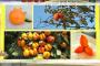 【画像】宮城県で奇形の柿が大量発生ｗｗｗｗｗｗｗｗ