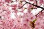 韓国人「韓国と日本の桜並木の違い」