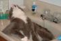 【猫画像】 まるで風呂に入ってリラックスしてるかのごとくｗｗｗ