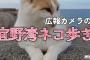 DeNAベイスターズ広報カメラ、猫動画「宜野湾ネコ歩き」を公開！