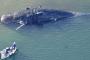 【謎】大阪湾に迷い込んだクジラの死骸の処理費、当初3000万円だったのが最終的に8000万円に