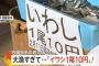 大漁すぎて、『イワシ1尾10円』の大セールが行われる！