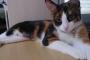 念願の三毛猫可愛過ぎ【再】