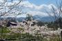 【朗報】北海道の桜、満開を迎える