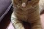 【ねこ画像】「カワイイ茶トラですね。」と言われますが実は・・・、ウチはシルバータビーだから・・・ ほか【再】