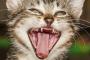 猫って寝言で威嚇することあるよね。つーか、こっち見んな、知らんがな。【再】