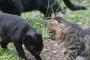 今は亡き友人に「猫よせ」の術を聞いたんだが  忘れてしまった。誰か知らない？おしえてくださーい【再】