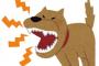 § 彼氏の実家に行ったら、室内飼いの犬に親の仇レベルで吠えられまくった。それを見た彼氏が「お前借金とか中したとかあるんじゃないの？ｗ」