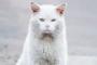 うちの猫は予言猫だったぜ。　自分「しーろちゃーん」  猫「にゃーん」【再】
