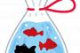 【*´∀｀*】家で金魚に名前を付ける事に！息子『つばさがいい！』私「金魚なのに？」息子『金魚は水の中で出られないから。でも・・・』