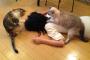 【ねこ画像】実写！？ねこからのぎゃくたい！？、しろねこ ほか【再】