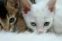 多頭飼いも楽しいよね。そりゃ子猫の中には個性で変わり種もいるでしょ。【再】