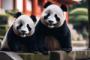 中国人「なんで中国人の旅行先トップが日本なのか、理性的に考えてみよう」　中国人「すべての場所の景色が美しい」「一度行けばわかる」