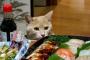 【ねこ】犯行の瞬間！【再】