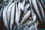 【悲報】秋刀魚、ガチでヤバイ事実が判明してしまう・・・・・