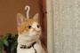 【ねこ画像】ねこ「？」、PCとねこ ほか【再】