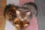 【ねこ画像】こねこでハート、回り込むねこ ほか【再】