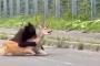 【動画】北海道の道路で熊が鹿を襲う瞬間が撮影される…これはエグい…