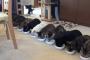 【ねこ画像】並んでお食事、パズルが・・・！？ ほか【再】