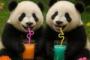 中国人「日本のこの二つの飲み物の味の違いを教えて」　中国人「明確に違う」「大した違いは無い」「これが美味しいよ！」