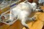 【ねこ画像】まんぞくさん、ねこの輪くぐり ほか【再】