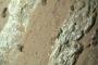 【朗報】NASA、生命の痕跡を火星で発見したと発表w w w w w w w w w w w w w w w w w w w w