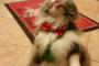 【ねこ画像】直立ぺろんちょ、狙ってる・・・ ほか【再】