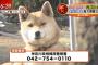 （ソースあり）犬は何の役にも立たないことが判明