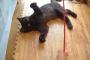 うちの黒猫 過去と現在