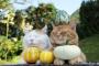 【画像】猫が人々から愛される理由
