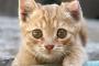 人懐こいと言われている茶トラ。  うちの２ヶ月になる猫（茶トラ）も人懐こい。