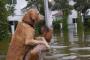 【感動】洪水の最中、犬を背負うおじい 犬「すまんな」