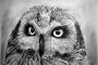 写真としか思えない、動物の絵が凄く素敵。