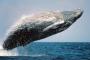 アザラシがザトウクジラの上に乗り、サーフィンしているような写真が撮影され話題に （画像）