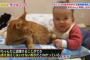 【画像】猫の母性は素晴らしい