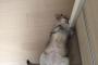 知人の家の猫がヤバイ→本当にヤバすぎたｗｗｗｗ