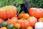 猫『ハロウィンの準備、頑張りますにゃ』
