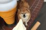 ソフトクリームを見つめる犬の表情ワロタｗｗｗｗｗｗｗこれはズルい