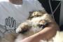 お化けみたいな猫がいたｗｗｗｗｗ