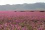 【画像】エルニーニョ現象の思わぬ贈り物、砂漠に一面咲き乱れる花々