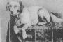 【画像】　ホワイトハウスで飼われたペットの歴史。