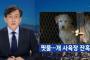 【犬肉】韓国人「都心の中から聞こえてくる悲鳴…犬繁殖場の惨劇」　韓国ニュース　