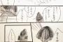 【感動】きのこの山の者とたけのこの里の者が恋愛した結果ｗｗｗｗ（漫画あり）